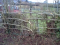 20110210 HEDGE COPPICING & LAYING LE BOSQUET 07